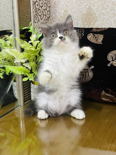 Persian Kittens | Triple Coated | Fluffy Kittens | For Sale | COD Ava