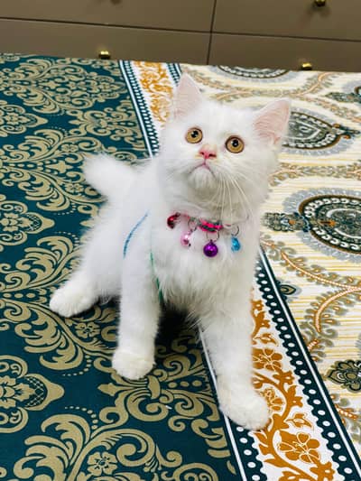 Persian Kittens | Triple Coated | Fluffy Kittens | For Sale | COD Ava