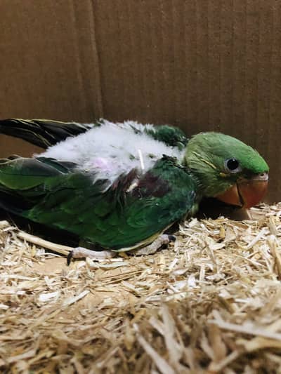 Raw Parrot Chicks Home Breed