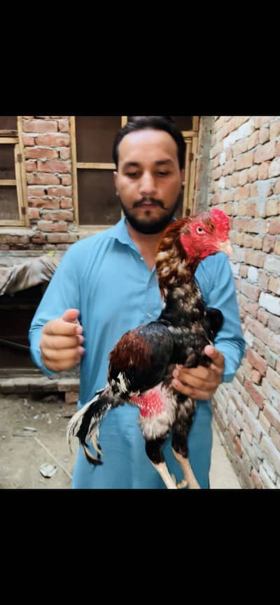 Lakha Aseel Murgh For Sale