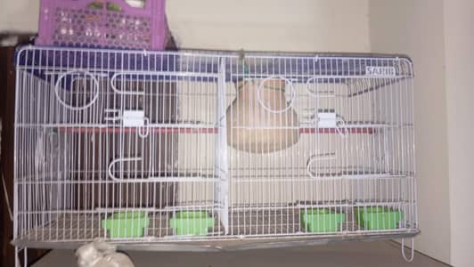 budgies love birds red eyes for sale parrots