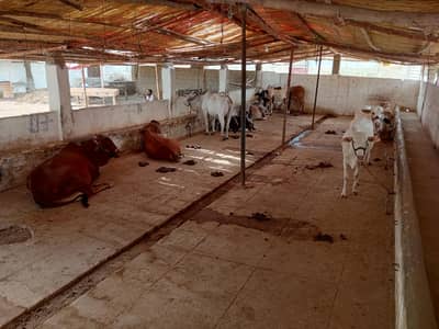 cattle farm for sale with palaiyan and rental