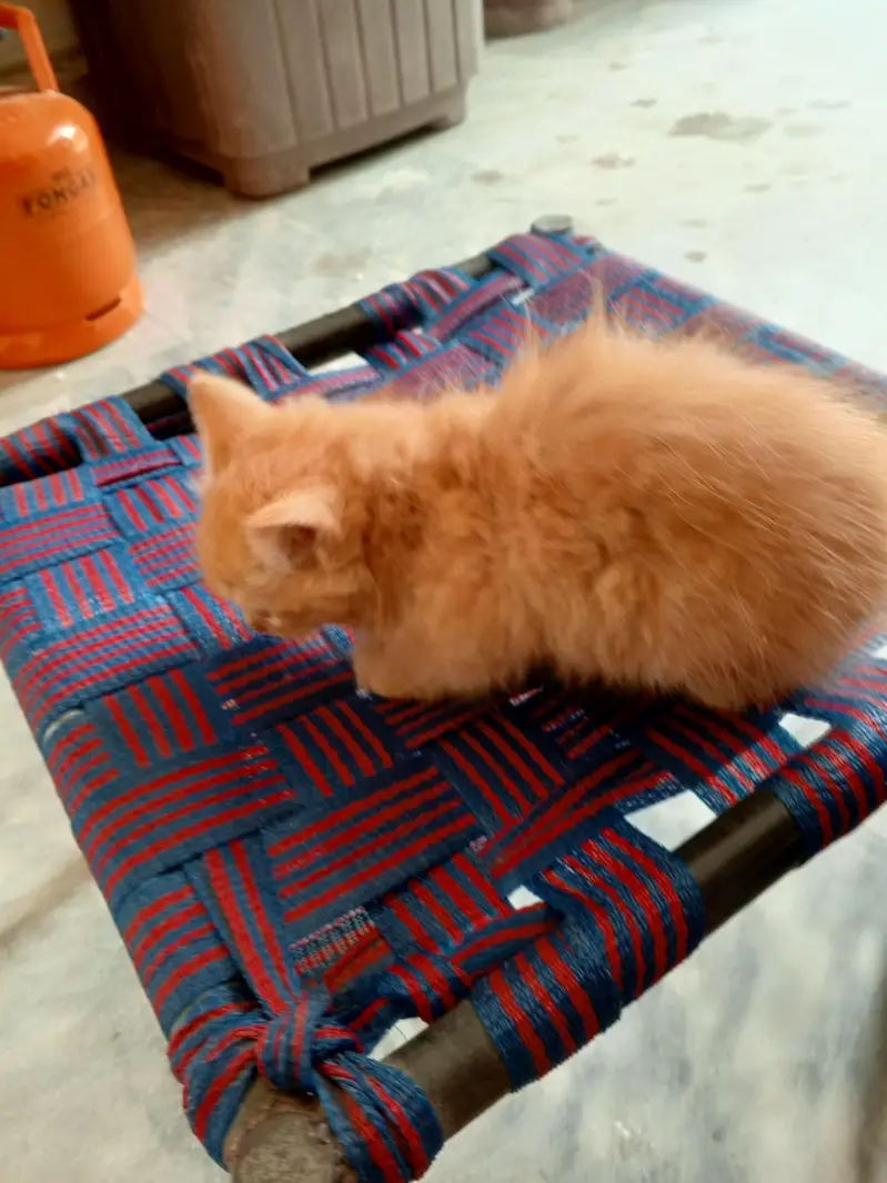 oddi eyes kitten — photo 4