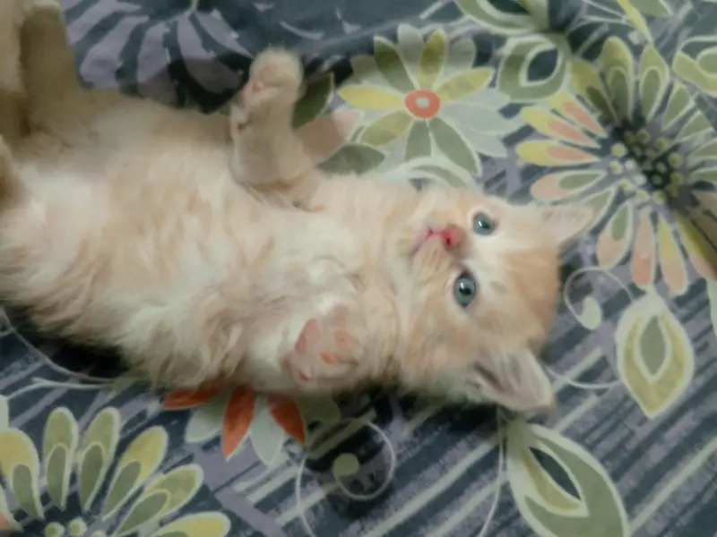 oddi eyes kitten — photo 7