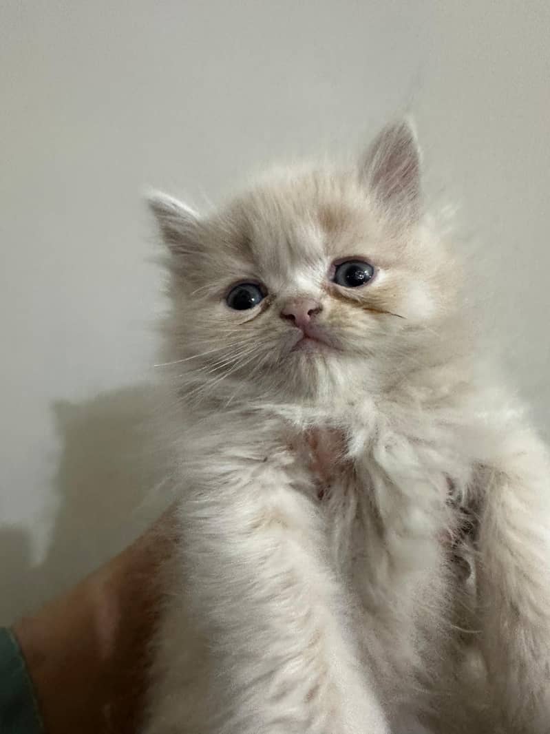 kittens for sale BLUE eyes 0