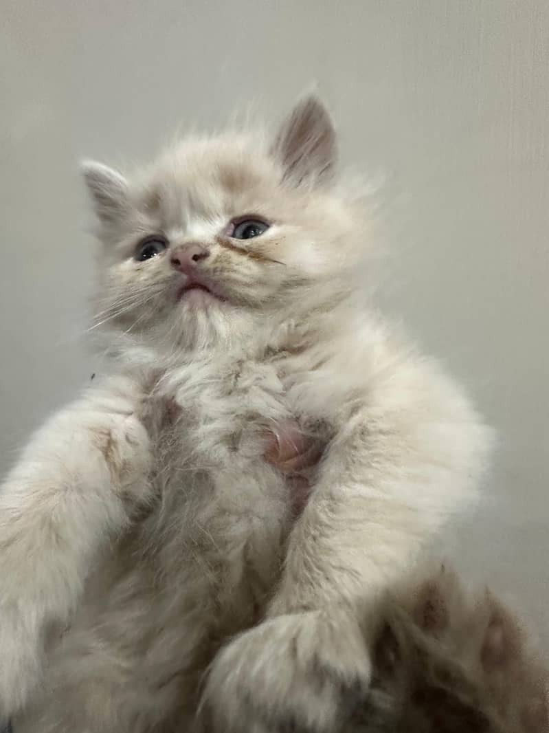 kittens for sale BLUE eyes 1