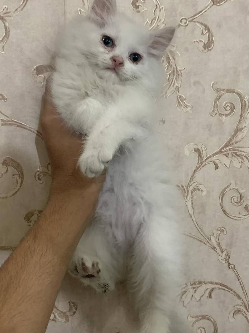 kittens for sale BLUE eyes 2