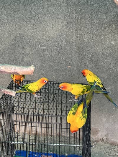 Sun Conures - Excellent Quality With DNA
