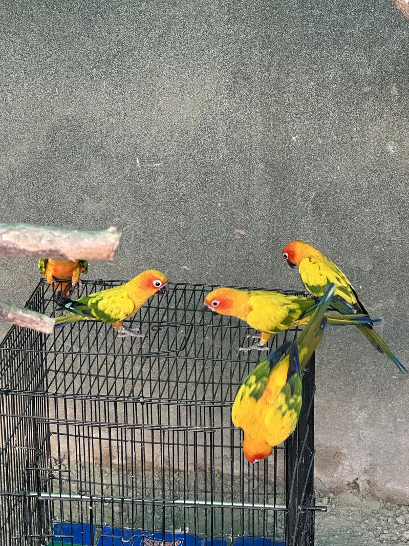 Sun Conures - Excellent Quality With DNA