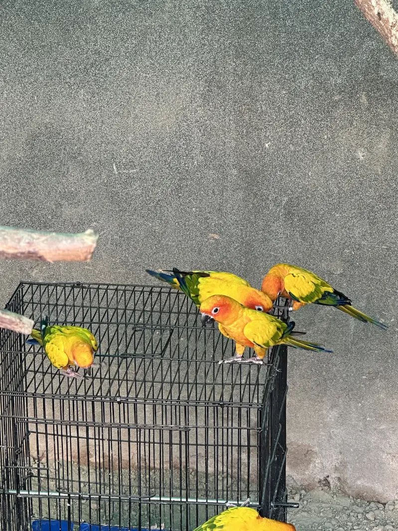 Sun Conures - Excellent Quality With DNA — photo 3