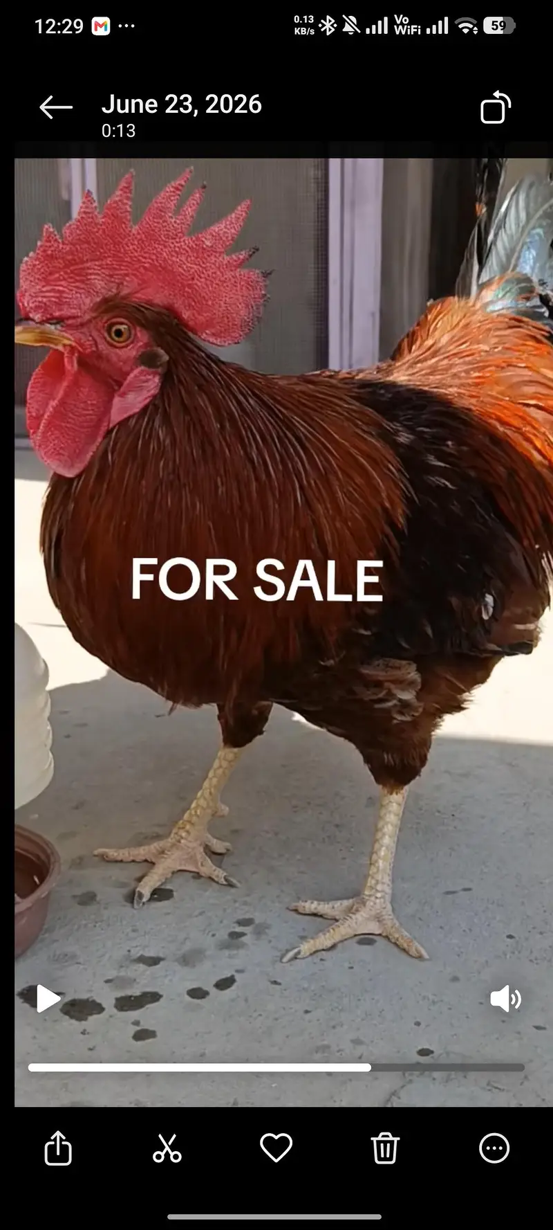 MASHALLAH Murga for sale ege takreban 9 to 11 month — photo 10