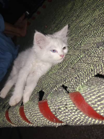 Cat beautifull baby