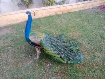 bilkul Ghar k hath k paly howy hen pier watsp no03303192142