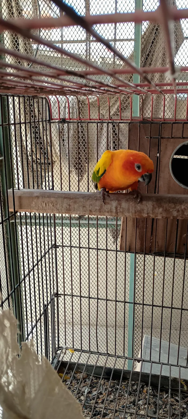 Sunconure female breader