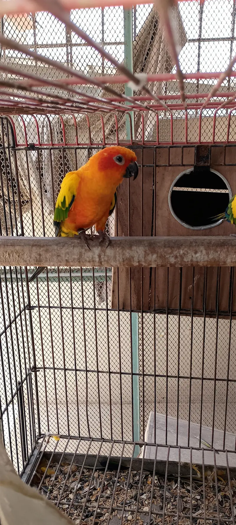 Sunconure female breader — photo 2