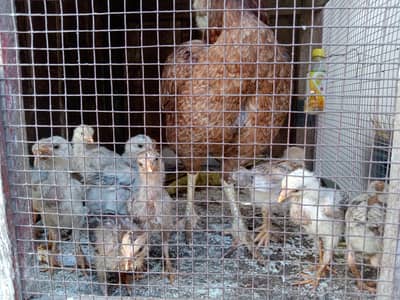 murgi or 12 chicks seal hn