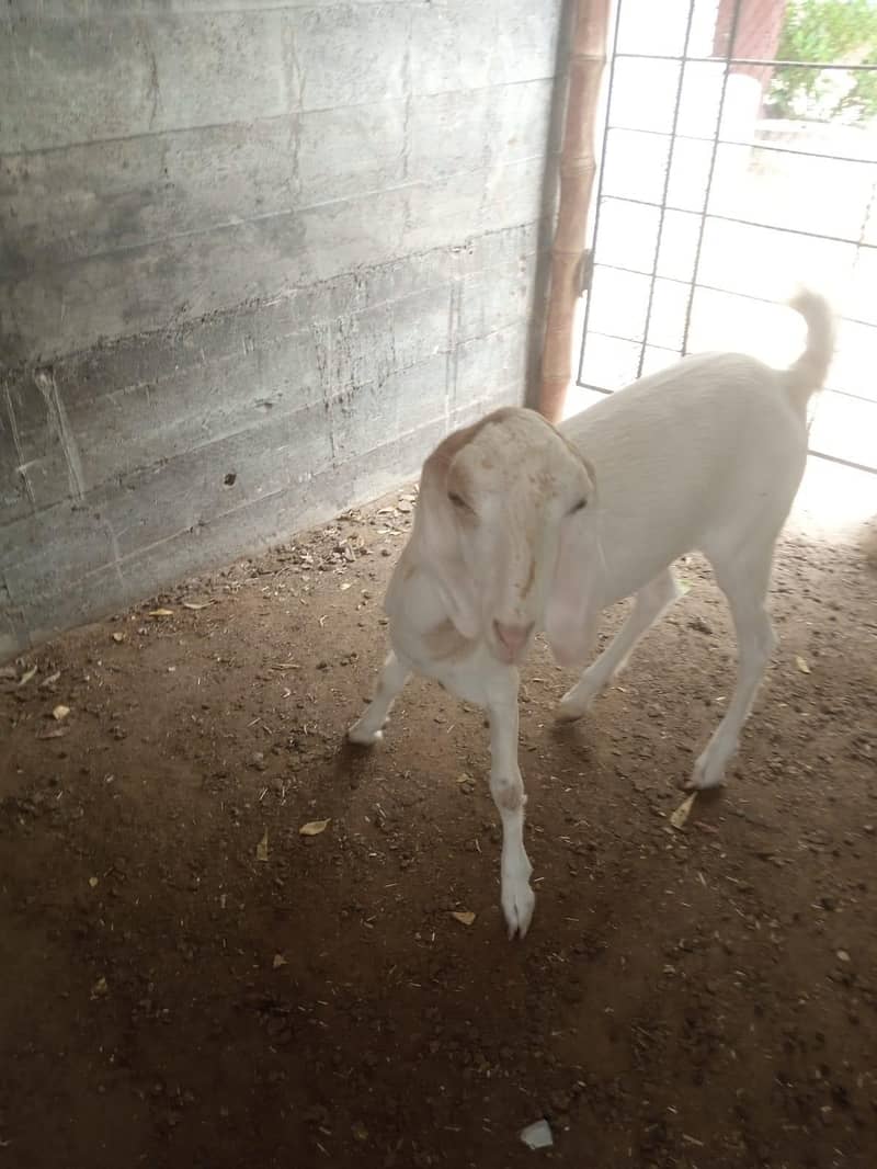 goats 1