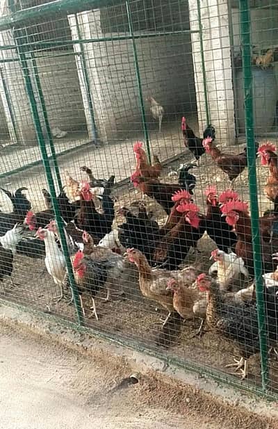 Healthy and active fully vaccinated egg laying hens and cook's