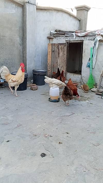 Hens for sale