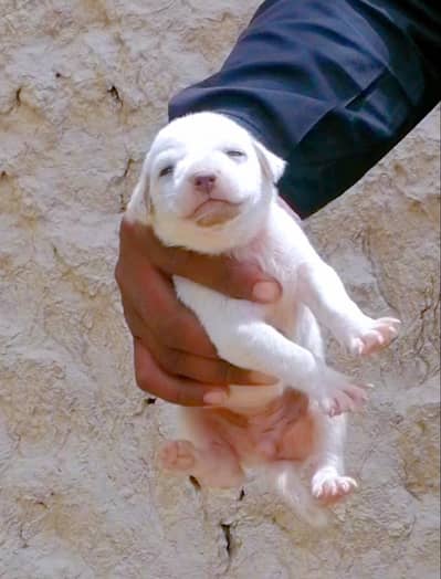 pure kohati gultair female puppy