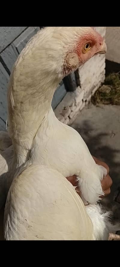 Pure Heera Aseel breeder female