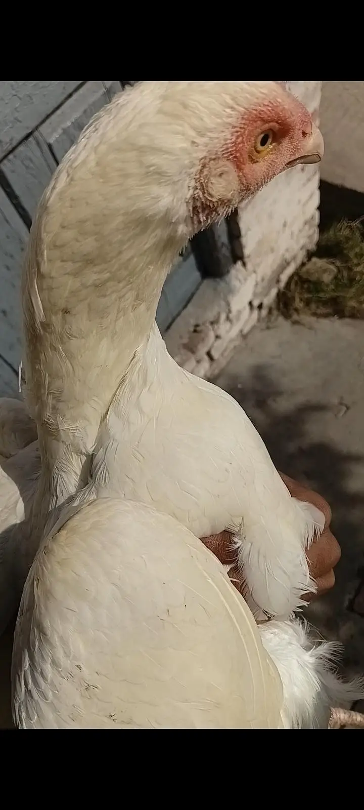 Pure Heera Aseel breeder female