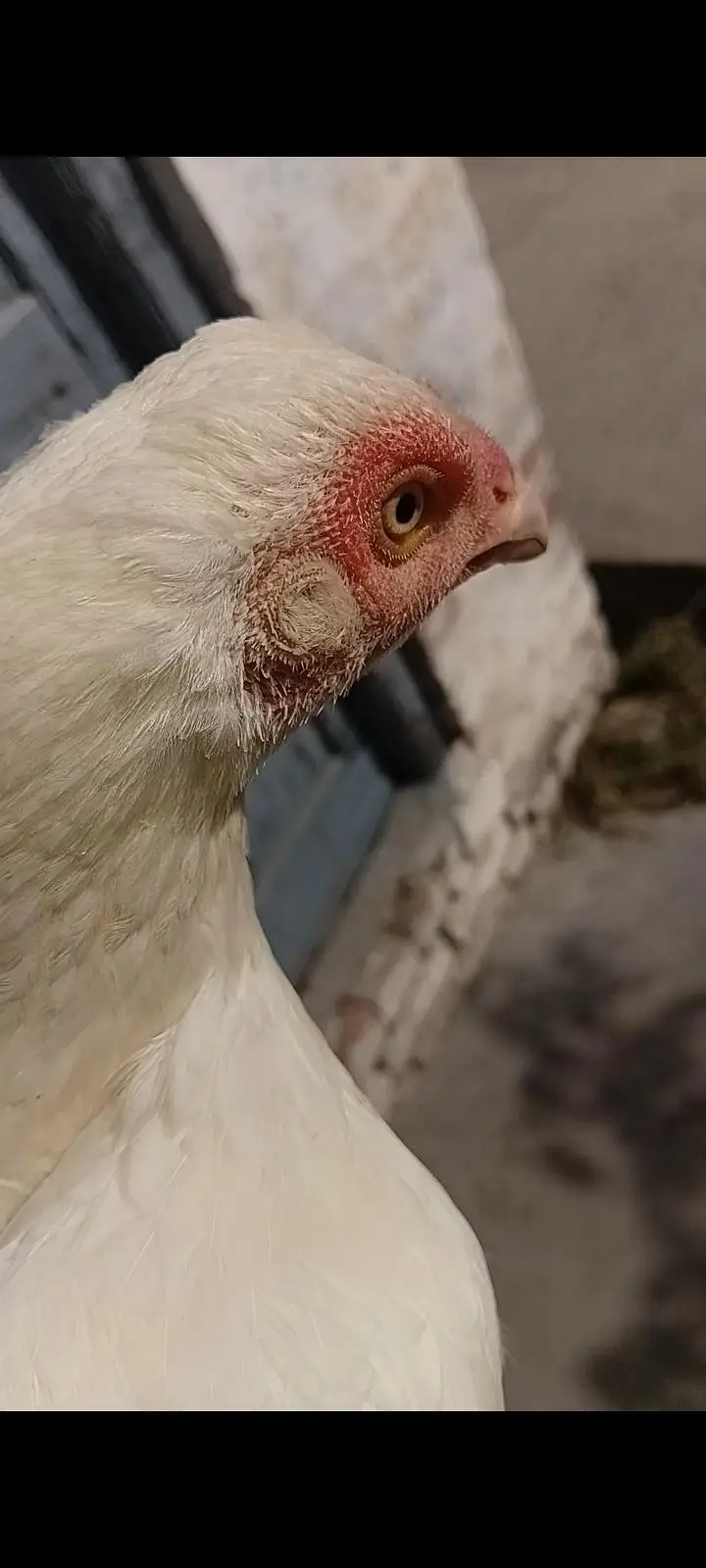 Pure Heera Aseel breeder female — photo 2