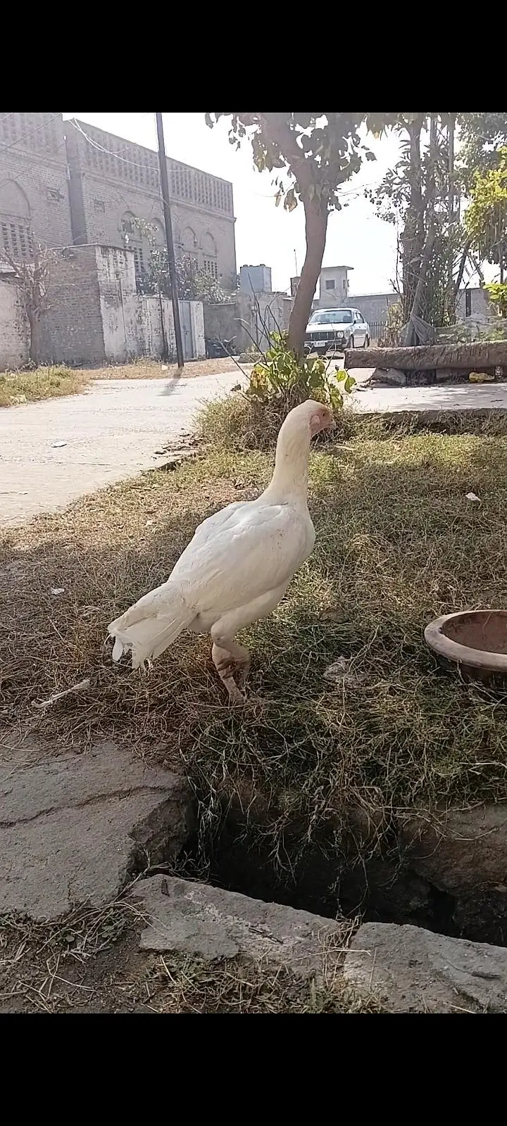 Pure Heera Aseel breeder female — photo 3