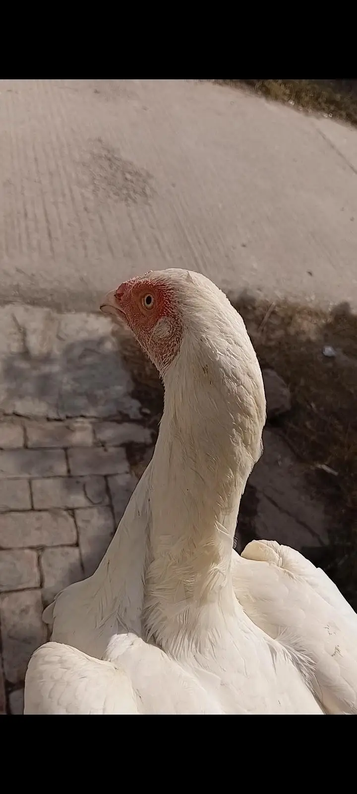 Pure Heera Aseel breeder female — photo 4