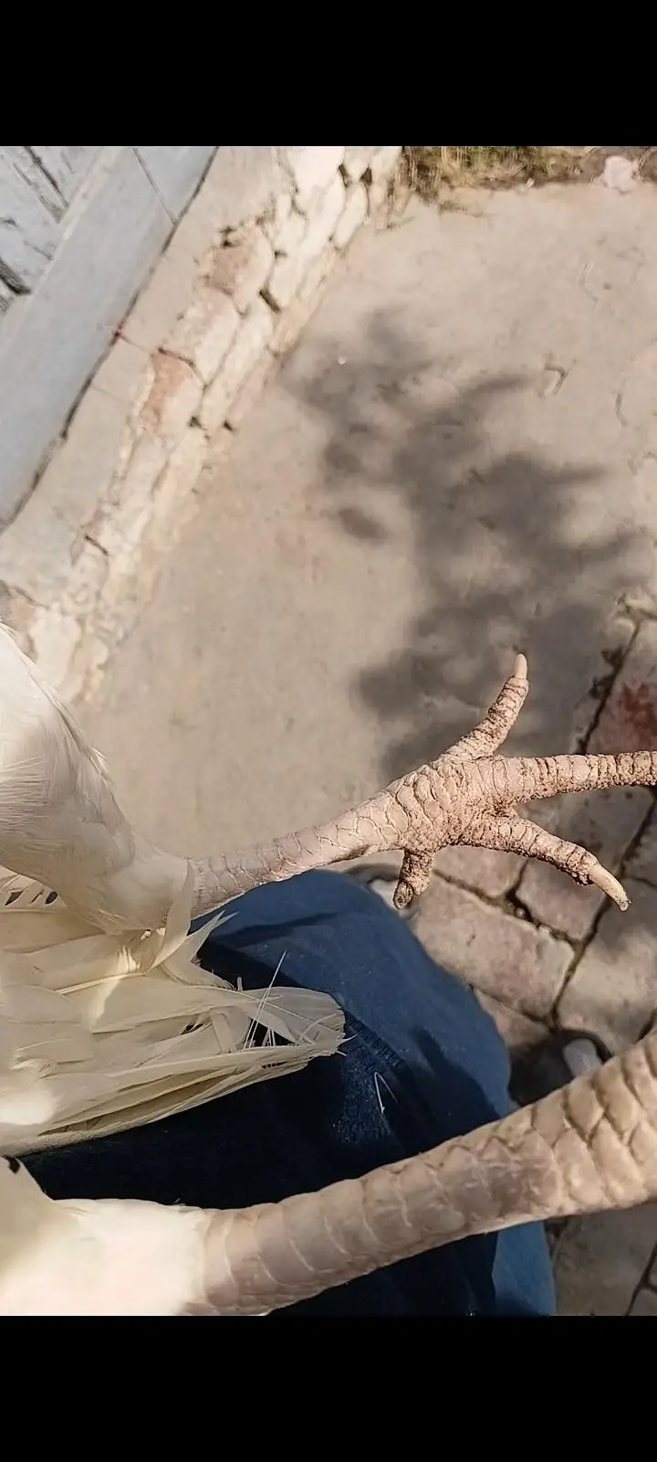 Pure Heera Aseel breeder female — photo 5