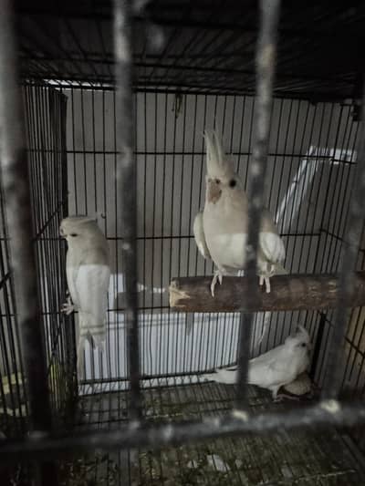 breeder pair with 1 chicks (7500)