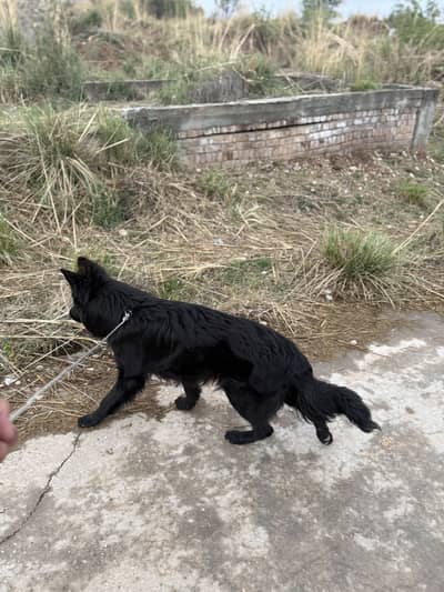 Black German Shepherd Male