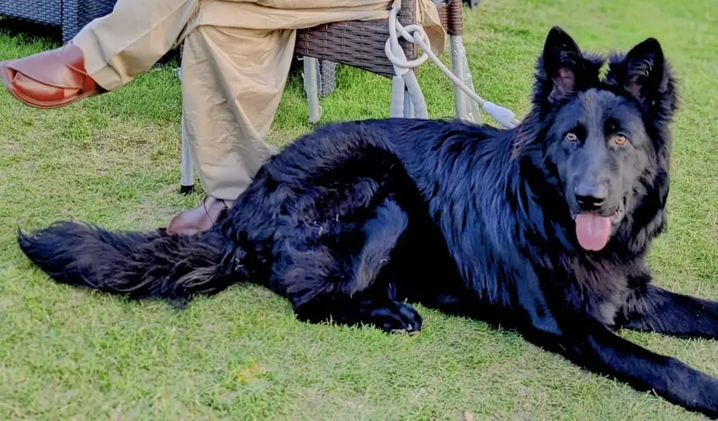 Black German Shepherd Male — photo 2