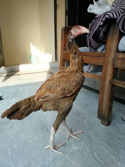peli madi long height