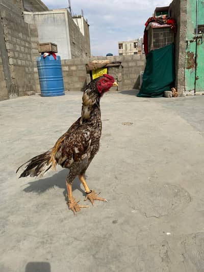 maita sindhi aseel