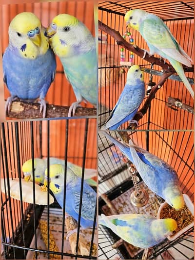 Rainbow Budgie 1 Pair