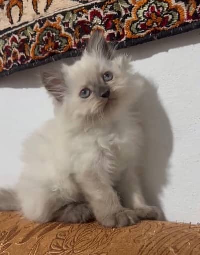 7 kittens for sale