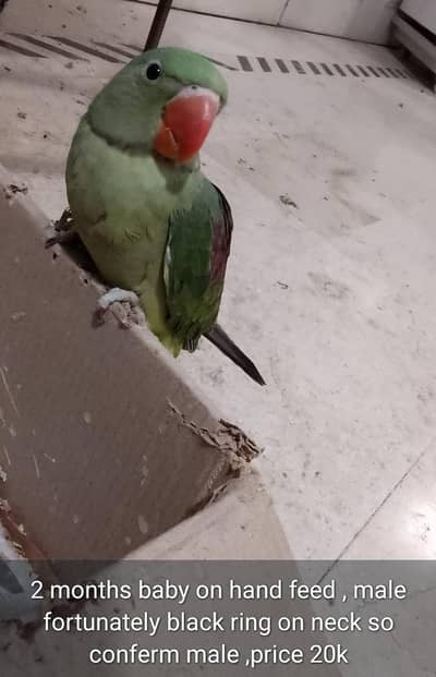 Pahari parrots baby