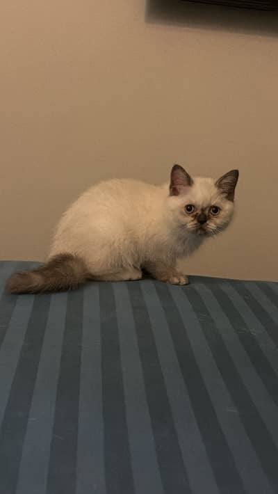 Siamese cat/female kitten/kitten/cat for sale