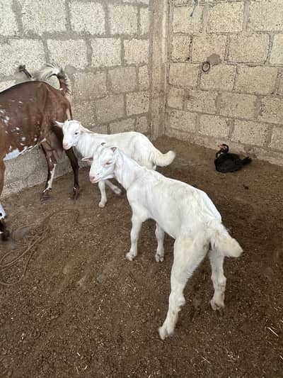 Teddy white gulabi males kid