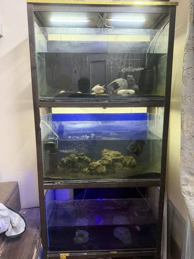 3 Aquarium Complete Setup with Iron Rack, Fish, Filters & Accessories