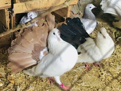 need fantail & shirazi pigeons