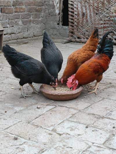 Desi aseel hen egg laying
