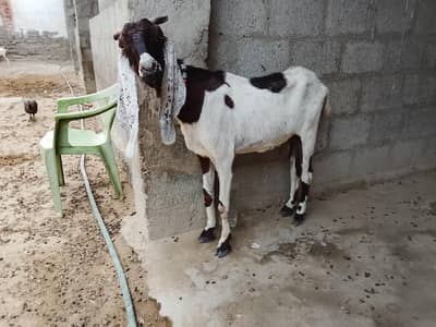 Goats for sales
