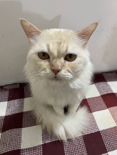 Male Cat hai