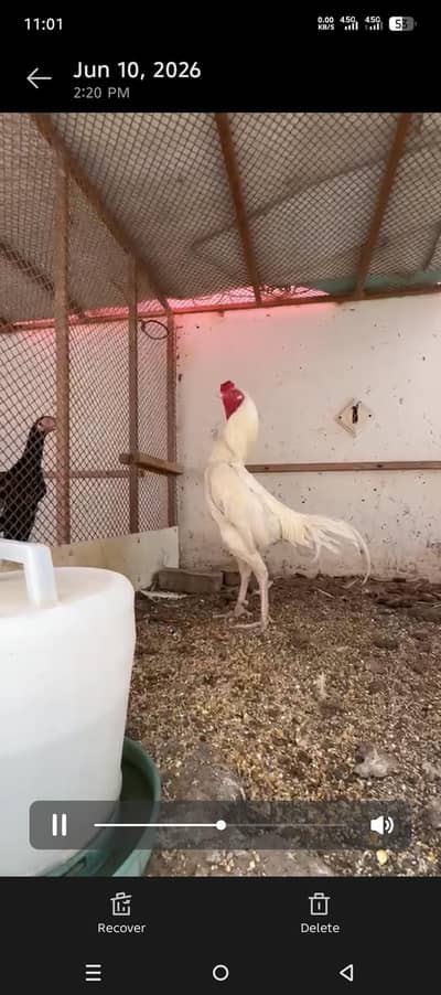 heera pair or heera cross chicks