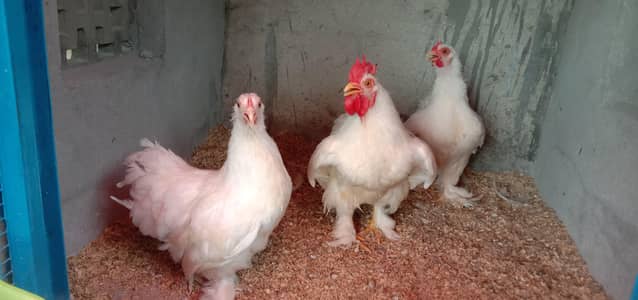 Pure Paper White BANTAM high quality Breeder male For Sale