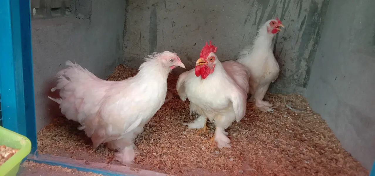 Pure Paper White BANTAM high quality Breeder male For Sale — photo 4