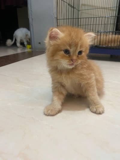 good kitten good health friendly