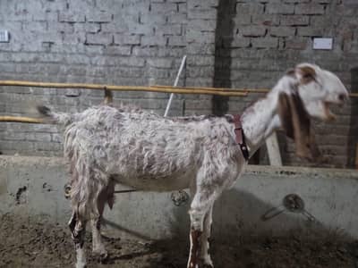 makhi cheeni bakri